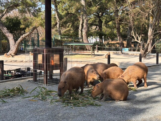 ぬくもりを求める姿にほっこり癒される♪カピバラ暖炉【国営海の中道海浜公園】
