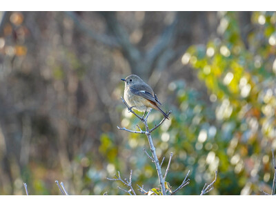 冬の野鳥観察会を開催します（国営ひたち海浜公園）