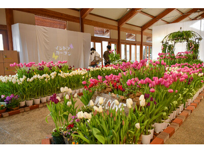 冬を彩る屋内花壇『インドアガーデン』 アイスチューリップなど展示中（国営みちのく杜の湖畔公園）