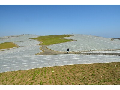 ネモフィラの霜よけシートの撤去が始まっています。（国営ひたち海浜公園）