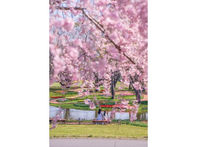 「フラワーフェスティバル2026」を開催します！（国営昭和記念公園）