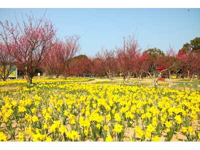 セイヨウスイセン、ウメ見頃【国営海の中道海浜公園】