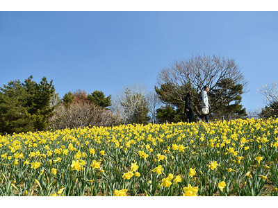 早咲きスイセン　見頃になりました(国営ひたち海浜公園)