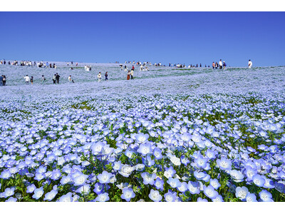 ネモフィラの開花予想2026版を公開しました（国営ひたち海浜公園）