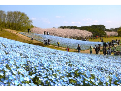 海の中道フラワーピクニック2026開催【国営海の中道海浜公園】