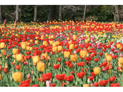 ～心はずむ早春の花風景～『早咲きチューリップ』見頃を迎えました（国営武蔵丘陵森林公園）