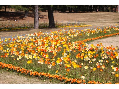 風に揺れるアイスランドポピー見頃【国営海の中道海浜公園】