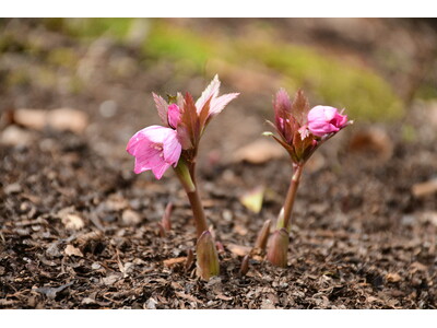 クリスマスローズ「ヘレボルス・チベタヌス」開花