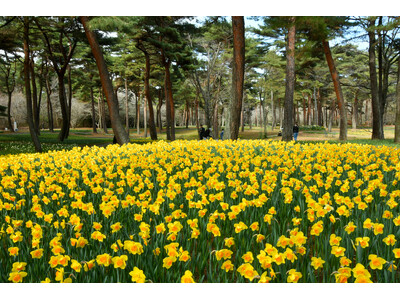 春の足音、スイセンまもなく見頃（国営ひたち海浜公園）