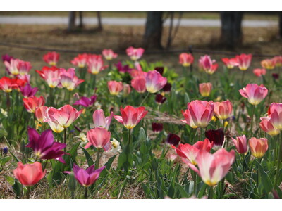 チューリップ見頃【国営海の中道海浜公園】