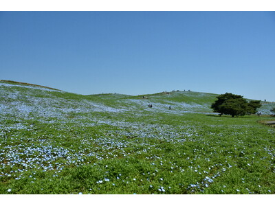 ネモフィラ　明日から3分咲きとなります（国営ひたち海浜公園）