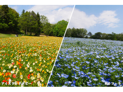 ～春爛漫の花景色～アイスランドポピー・ネモフィラ見頃です（国営武蔵丘陵森林公園）