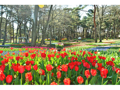 チューリップまもなく見頃です（国営ひたち海浜公園）