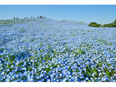 ネモフィラ 見頃（７分咲き）になりました（国営ひたち海浜公園）