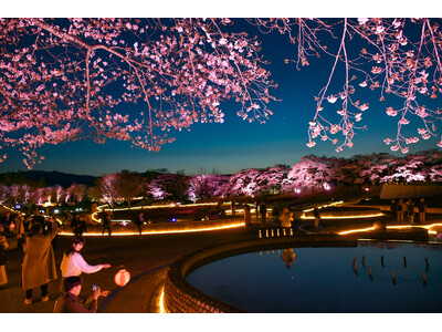 夜桜ライトアップ『みちのく花明かり』開催中（国営みちのく杜の湖畔公園）