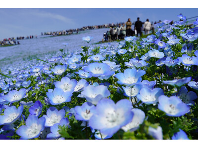 25年目を迎えたネモフィラ、満開に！（国営ひたち海浜公園）