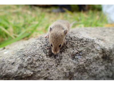 「ふくおかいきもの調査隊～海の中道海浜公園編～」を開催！
