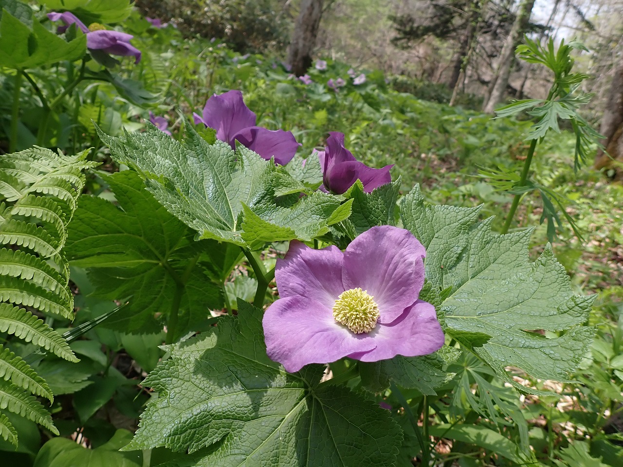 ”山野草の女王”シラネアオイまもなく見頃！「シラネアオイと春の野の花まつり（5…