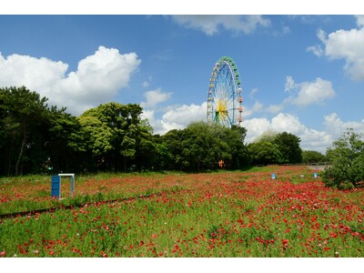 シャーレーポピー見頃です（国営ひたち海浜公園）