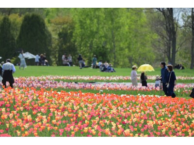 【札幌近郊最大級！丘を彩る23万球】チューリップ見頃！(国営滝野すずらん丘陵公園）