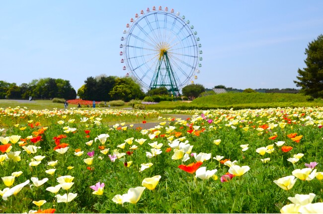 カリフォルニアポピー「バレリーナ」がまもなく見頃です（国営ひたち海浜公園）
