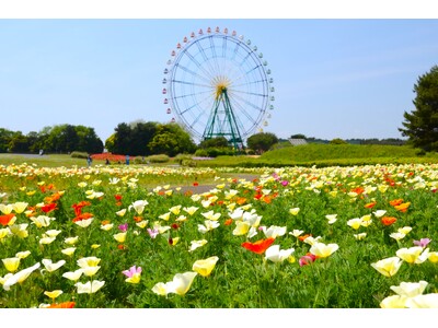 カリフォルニアポピー「バレリーナ」がまもなく見頃です（国営ひたち海浜公園）