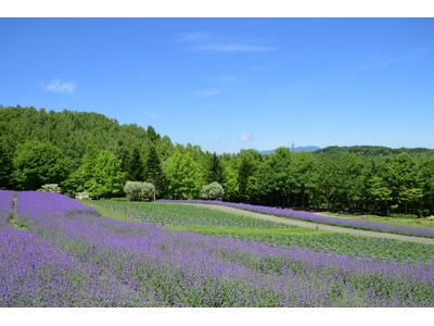【夏空に映える青紫色の絨毯】ネペタ“ウォーカーズロウ”見頃です！（国営滝野すずらん丘陵公園）