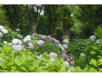 新宿中央公園　梅雨に楽しむ公園さんぽ