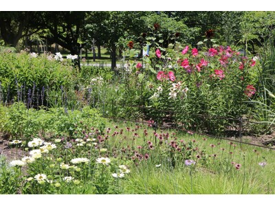 ペレニアルガーデンの夏の花壇【国営海の中道海浜公園】