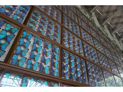 世界の昆虫展 開催｜国営アルプスあづみの公園【大町・松川地区】