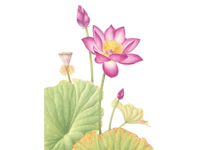 国営平城宮跡歴史公園「花蓮の交流展」2026年8月23日まで開催