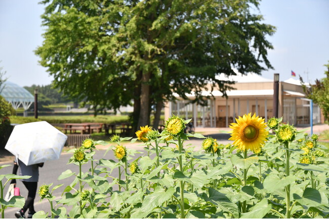 夏本番はもうすぐ! ヒマワリが咲き始めました。(国営ひたち海浜公園)