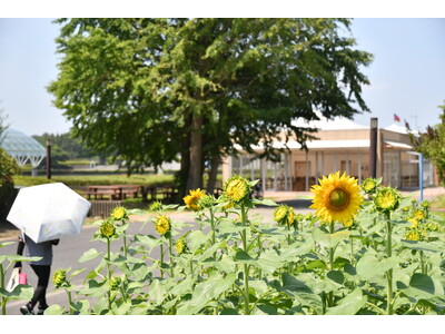夏本番はもうすぐ！ ヒマワリが咲き始めました。（国営ひたち海浜公園）