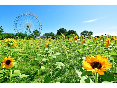バラエティに富んだヒマワリたち、見頃を迎えました（国営ひたち海浜公園）