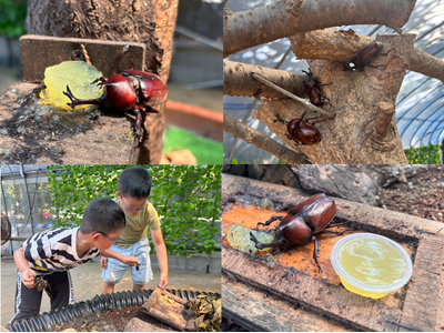 見て！触って！楽しめる！「カブトムシハウス」開催【国営海の中道海浜公園】