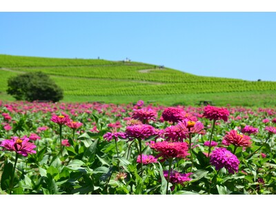 約35万本のジニアが織りなす花風景（国営ひたち海浜公園）