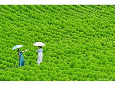 グリーンコキアで、夏だけのフォトタイム（国営ひたち海浜公園）