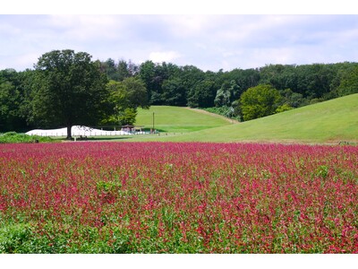 夏の新たな花風景 「サルビア(ローマンレッド) 」見頃 を迎えました（国営武蔵丘陵森林公園）