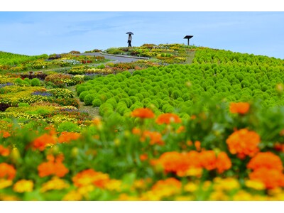 ウェルカムガーデンが見頃に！色鮮やかな風景が皆様をお出迎えします。（国営ひたち海浜公園）