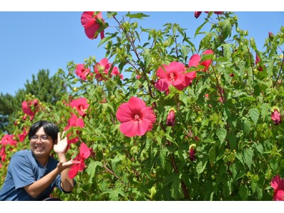 大きな花に思わずカメラを向けたくなる！タイタンビカスが開花中！（国営ひたち海浜公園）