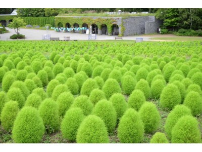 【ふわふわ＆もこもこ】グリーンコキア見頃！（国営滝野すずらん丘陵公園）