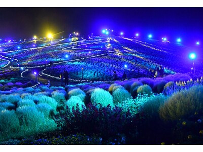 コキアライトアップ2026　まもなく開催（国営ひたち海浜公園）