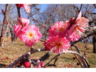 早春の花が咲き始めました！（国営武蔵丘陵森林公園）