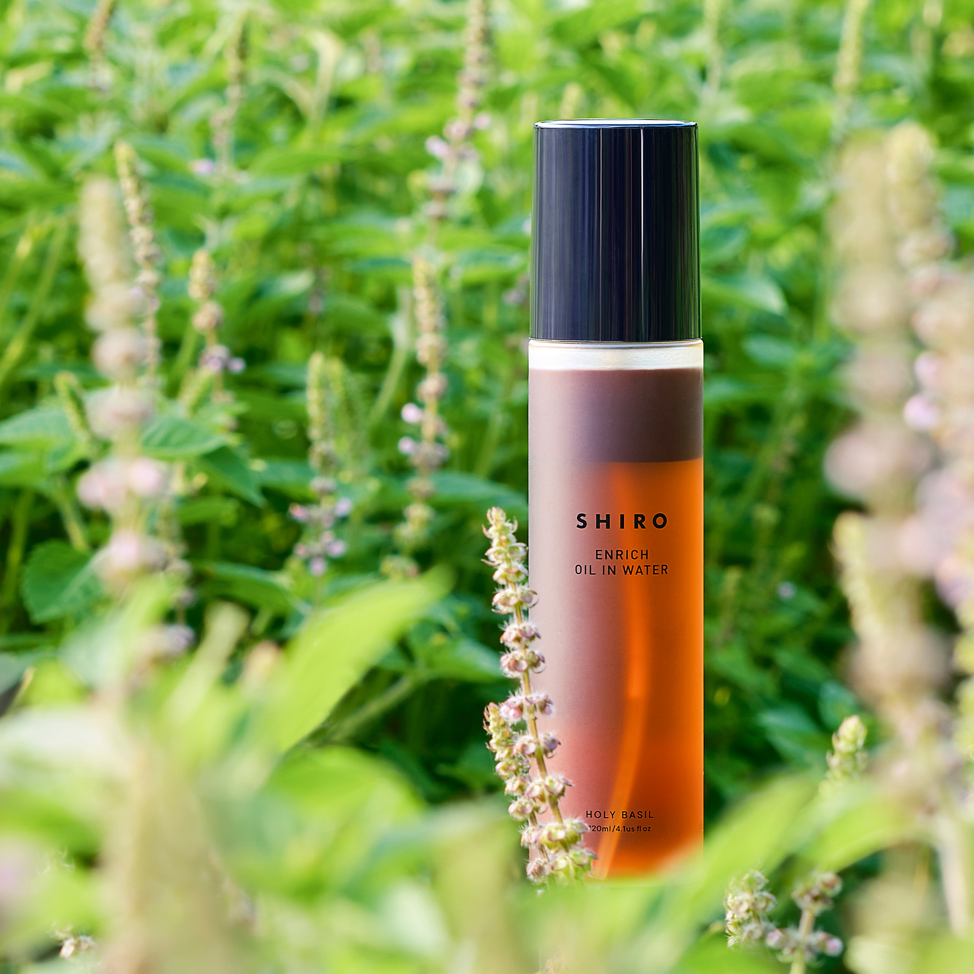 収穫したての素材を詰めたSHIROの「旬シリーズ」より、２年目のホーリーバジルオイルインウォーターが登場。より香りを追求した、肌と深呼吸のためのフェイスミストが完成。