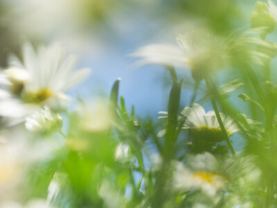 【SHIRO】LIMITED FRAGRANCE WHITE MARGUERITE