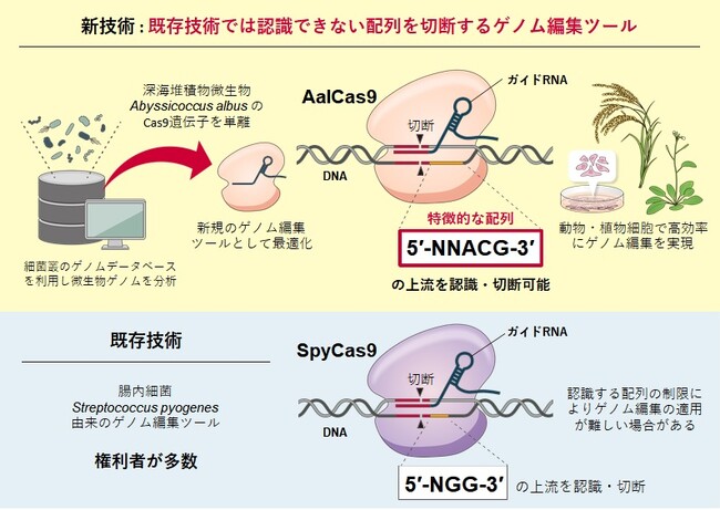 特徴的な配列を認識してゲノムを切断！