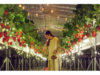 【リゾナーレ熱海】イルミネーション輝くハウスを貸し切り！夜のいちご狩り「ナイトストロベリーツアー」開催