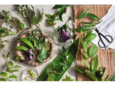 【星のや竹富島】冬の寒さや春の花粉と無縁の沖縄・竹富島で健やかな身体へと導く「命草（ぬちぐさ）ゆくい滞在」提供