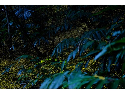 【西表島ホテル】春の夜しか見られない、ホタルが織りなす森のイルミネーションに没入する「ヤエヤマヒメボタル観賞プライベートツアー」1日1組限定で開催