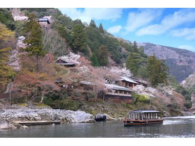 【星のや京都】つぼみから、満開、散りゆく桜。桜のうつろいを楽しむ雅な春のアクティビティを提案